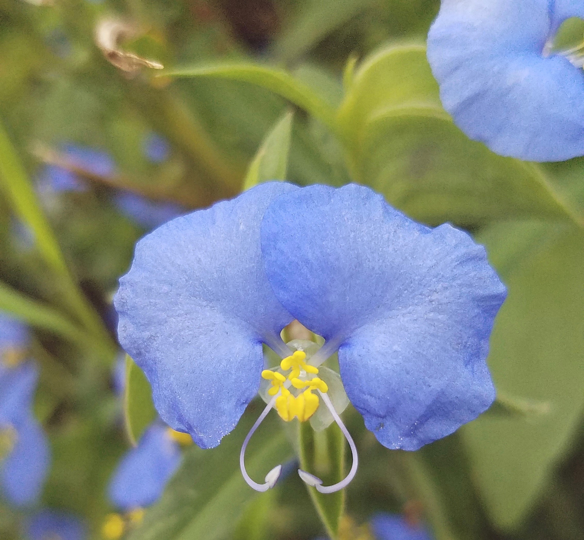 Native Texas Park - Summer | George W. Bush Library